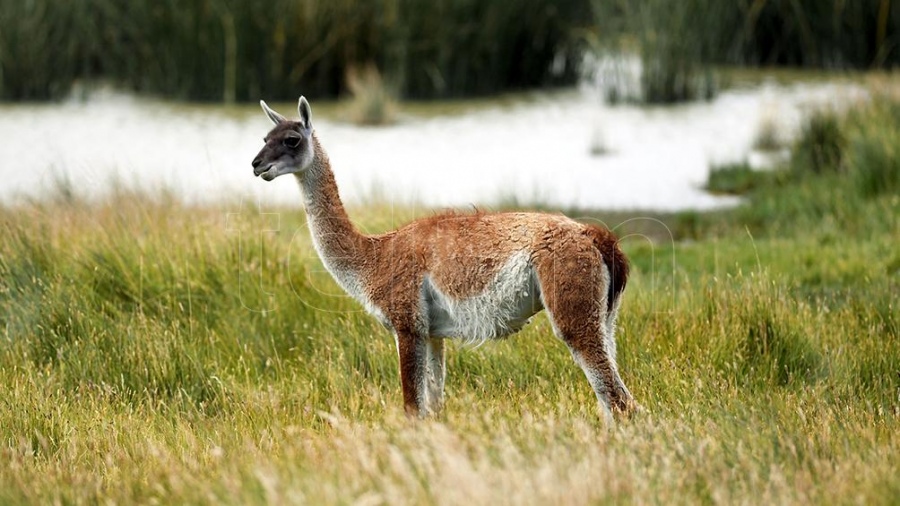 PUMAS GUANACOS Y HUEMULES El proyecto de Santa Cruz para